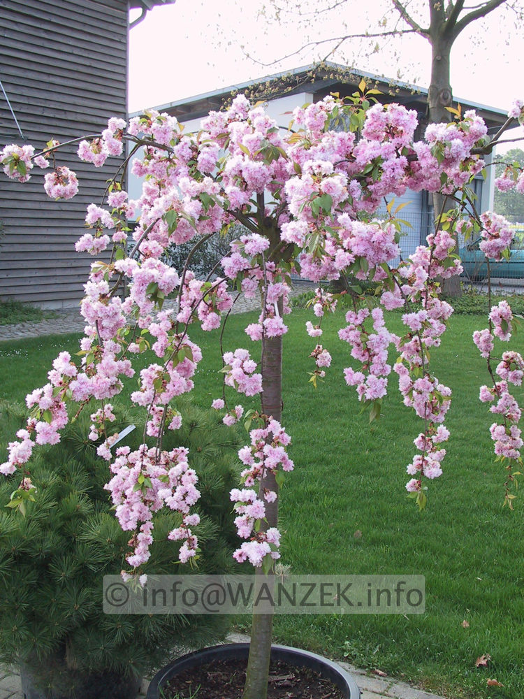 Prunus serrulata Kiku-shidare-zakura 01.JPG
